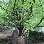 Traditional Rural Cottage, Haven For Families With Pets