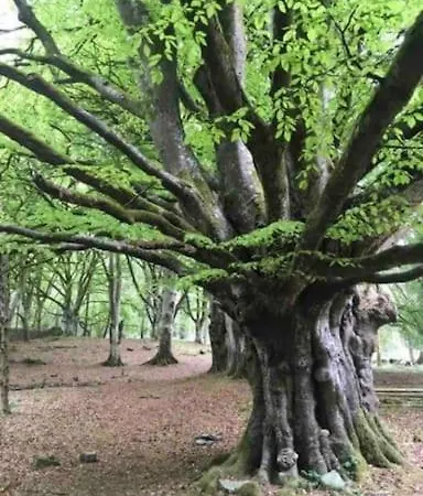 Appartement Traditional Rural Cottage, Haven For Families With Pets Whitegate (Galway)