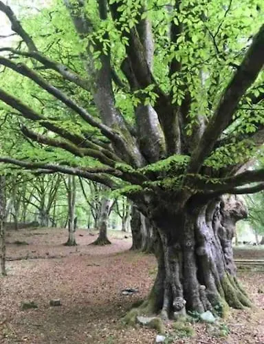 公寓 Traditional Rural Cottage, Haven For Families With Pets Whitegate (Galway)